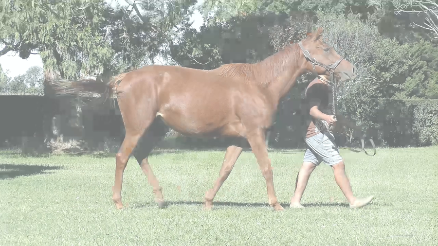 Lote LADY NAOMI (COSMIC TRIGGER - SENSATION BABY) Preñez por PLATINUM WARRRIOR