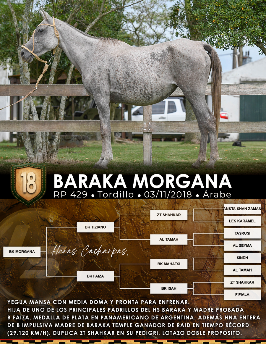 Lote BARAKA MORGANA