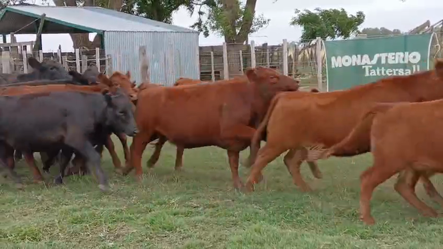 Lote 43Vaquillonas en HUANGUELEN