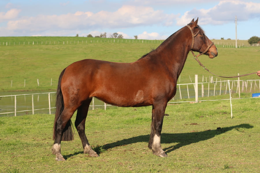 Lote SANTA GLORIA PICANTONA