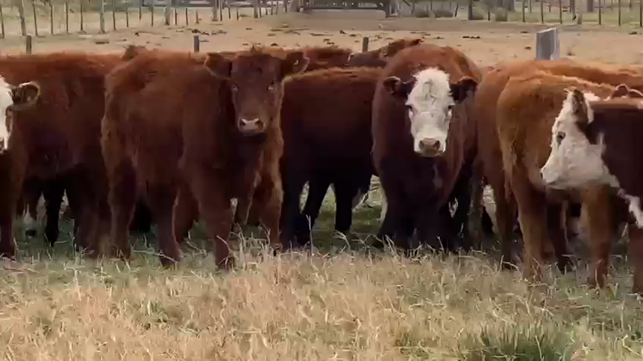 Lote 70 Terneras en Dolores, Buenos Aires