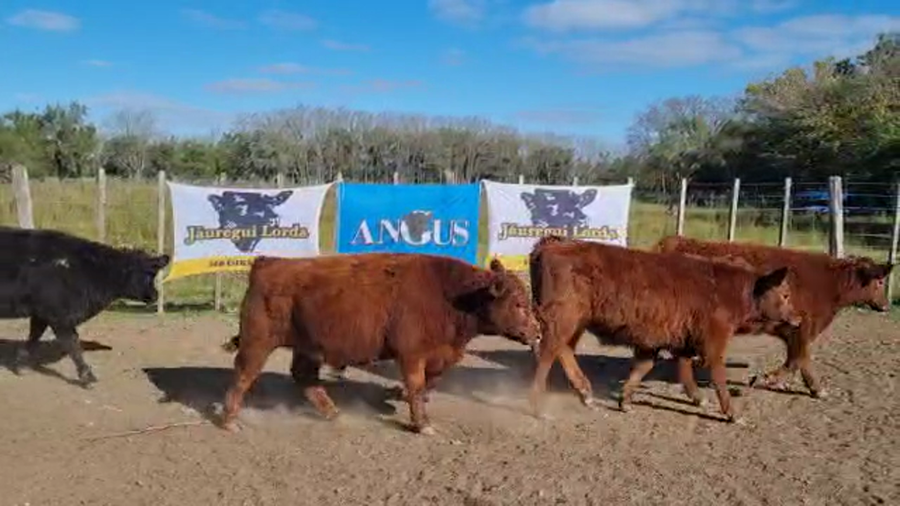Lote 50 Terneros en Brandsen, Buenos Aires