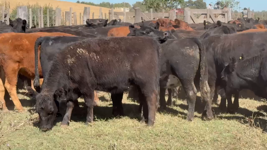 Lote 180 Vaquillonas