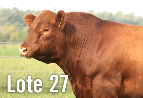 Lote 3 TOROS PUROS DE PEDIGREE