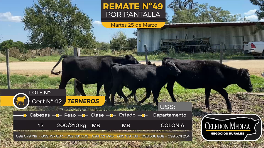 Lote 13 Terneros en Paso Antolín, Colonia