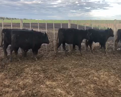 Lote 63 Terneros de 205Kg en Castelli, Buenos Aires