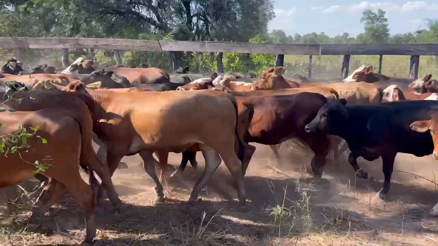 Lote 180 Terneras en Juan José Castelli, Chaco