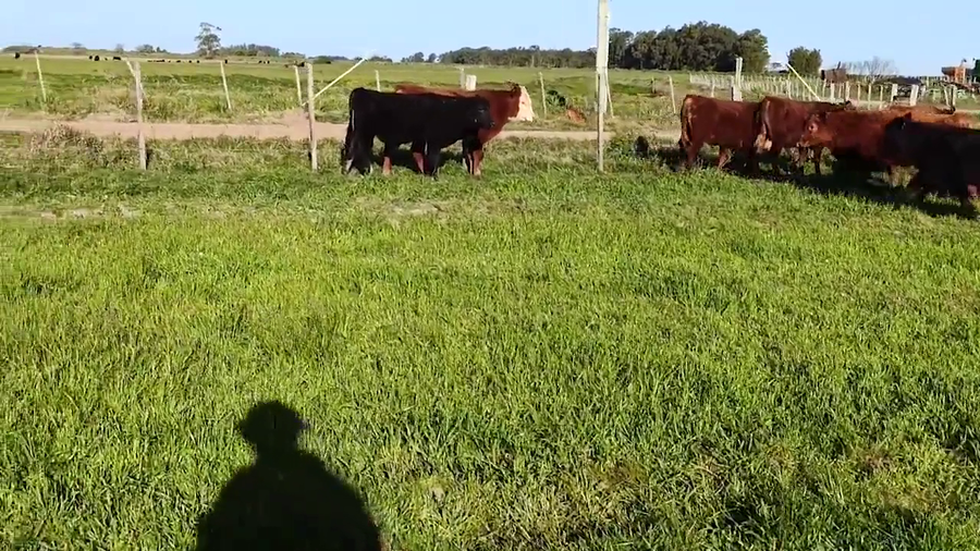 Lote 74 Terneros