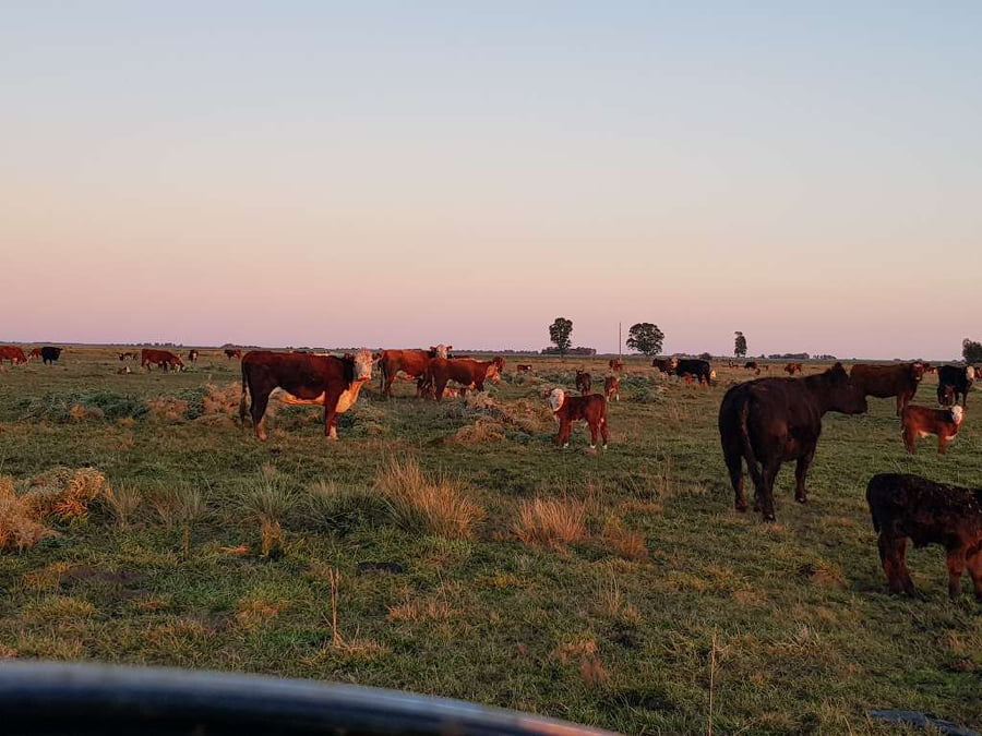 Lote 25 Vacas nuevas en Benito Juárez, Buenos Aires