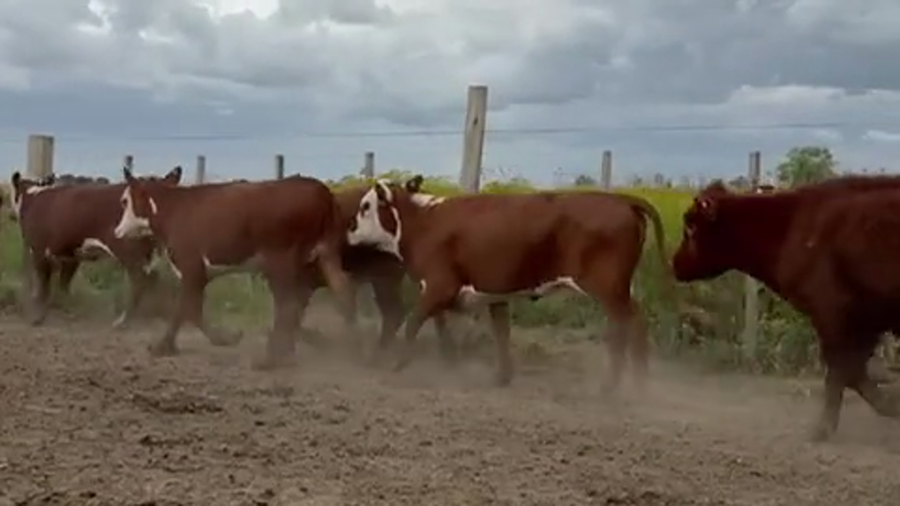 Lote 100 Vaquillonas en Entre Ríos, Victoria