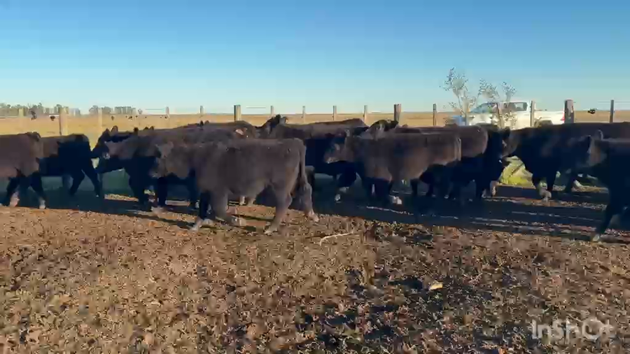 Lote 60 Terneros