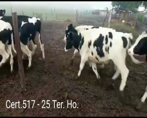 Lote (Vendido)25 Terneros a remate en Remate virtual de Coco Morales & Asoc. 240kg -  en  A 1 KM DE ESTANZUELA, 15 KM DE COLONIA DEL SACRAMENTO      Y A 15KM DE TARARIRAS.