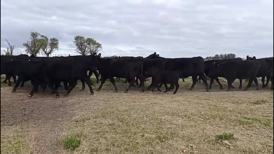 Lote 65 vaquillonas con cría