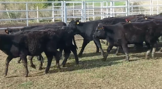 Lote (Vendido)51 Terneros AA a remate en Pantalla Carmelo 180kg -  en PICADA BENITEZ