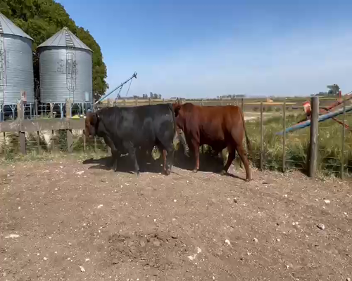 Lote 3 Toros Brangus P.P.C. , en Loberia, PBA