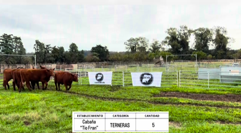 Lote VAQUILLAS PARA SERVICIO ABERDEEN ANGUS "TIO FRAN"