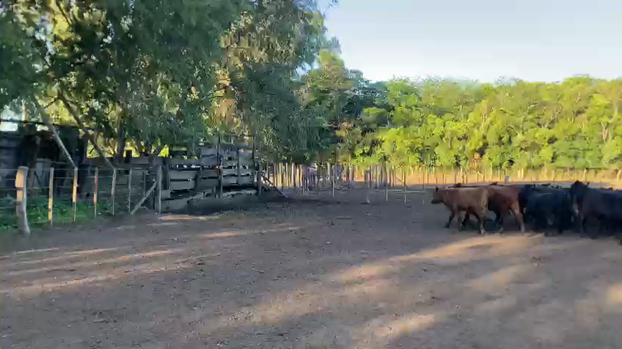 Lote 30 Terneros en Bolívar, Buenos Aires