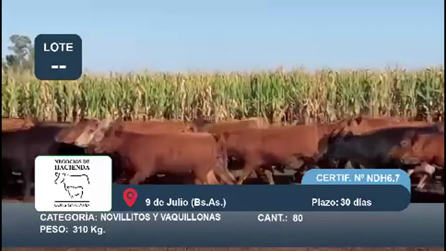 Lote 80 Novillitos y vaquillonas en Buenos Aires, 9 de Julio