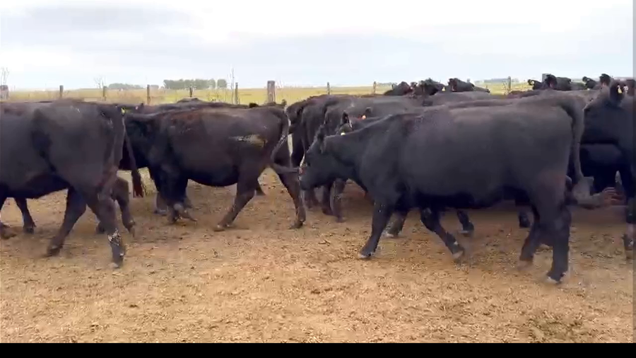 Lote 36 Vaquillonas Preñadas