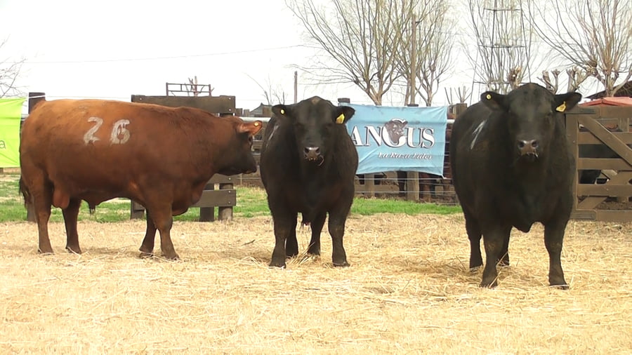 Lote TOROS ANGUS PC