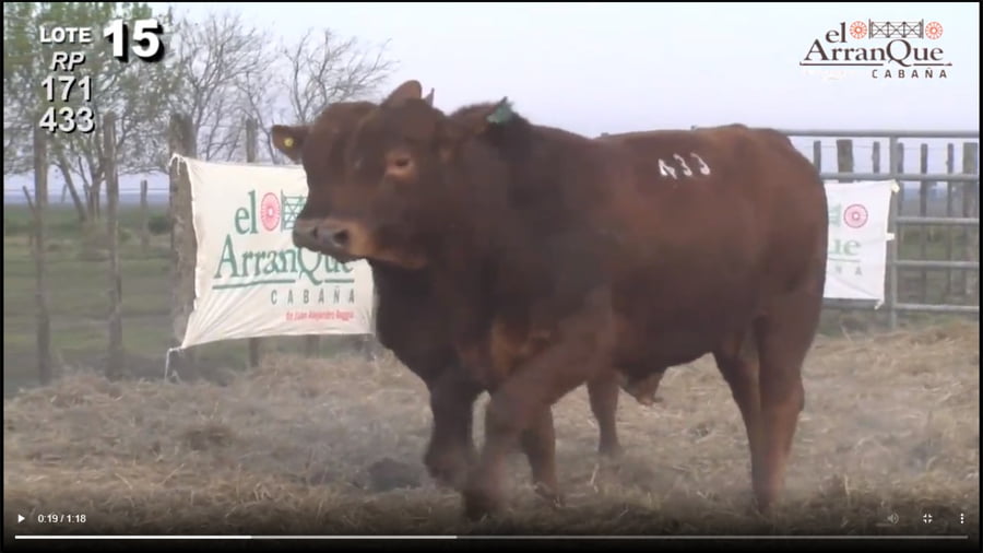Lote 2 Toros Brangus Colorados - Santa Anita, Entre Rios