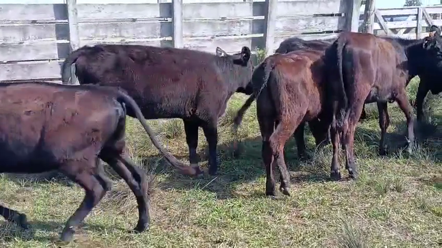 Lote 13 Vaquillonas  a remate en Pantalla Camy 200kg - , San José