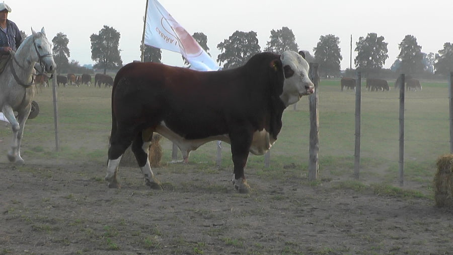 Lote TORO BRAFORD