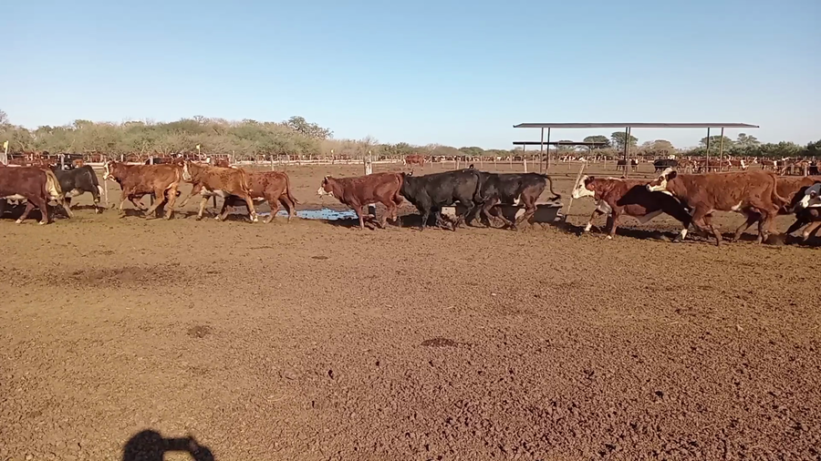 Lote 60 Terneras Braford en Cululú, Santa Fe
