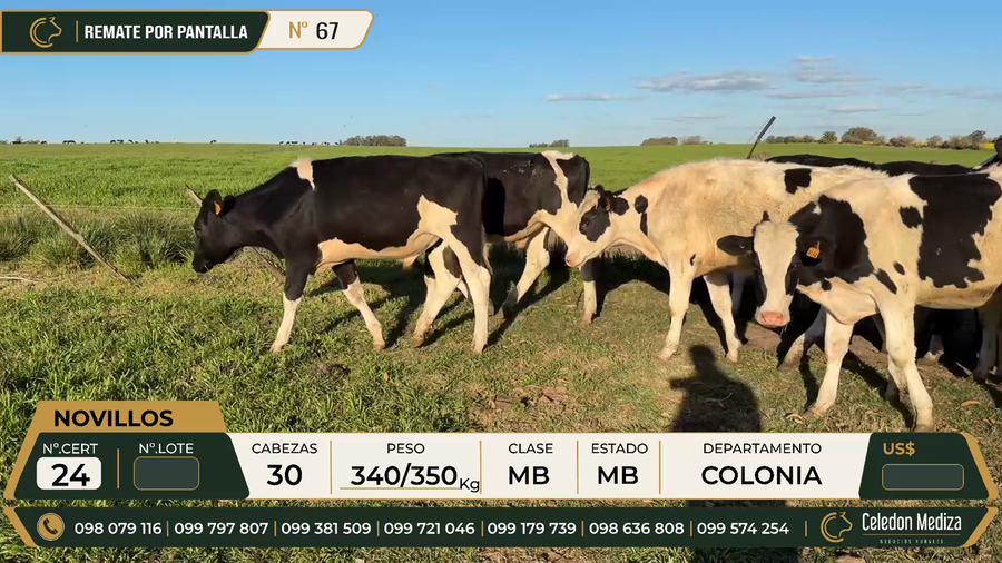 Lote 30 Novillos en Colonia
