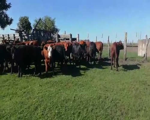 Lote 75 Terneros/as en Federal, Entre Ríos