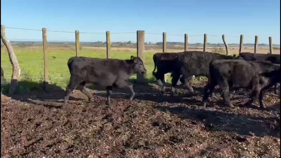 Lote TERNEROS Y TERNERAS