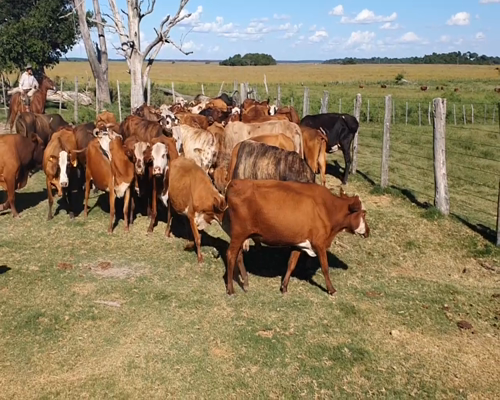 Lote 48 Vacas de invernar en Col. Sta Rosa, Corrientes