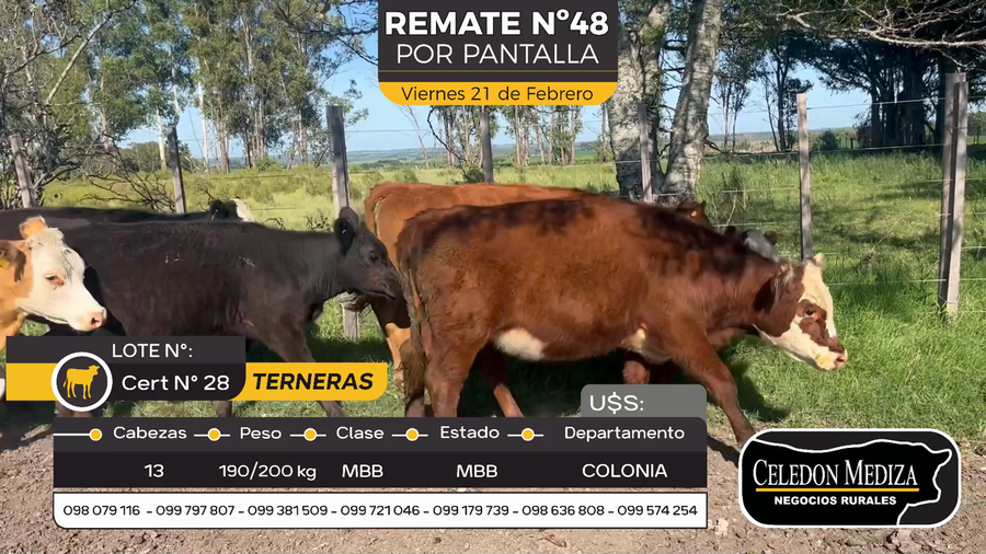 Lote 13 Terneras en Otra Localidad, Colonia