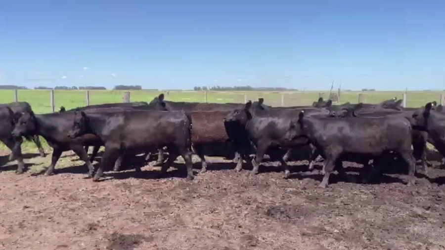 Lote 45 VAQUILLONAS, EN OLAVARRÍA, BS. AS.