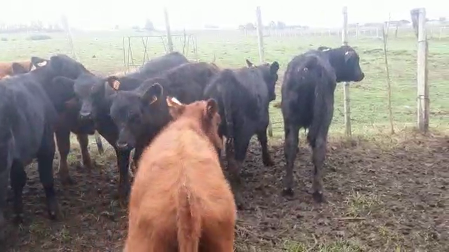 Lote 15 Terneros Angus y cruza