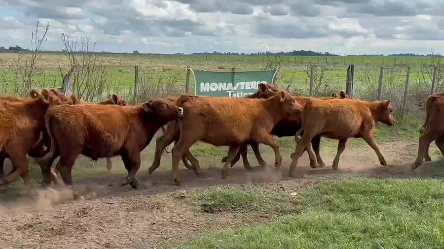 Lote 60 Terneros/as en Huanguelen