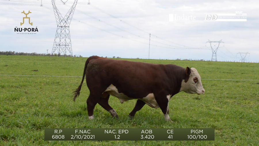 Lote Toros a remate en Remate anual Ñu Porá 2023, Paysandú