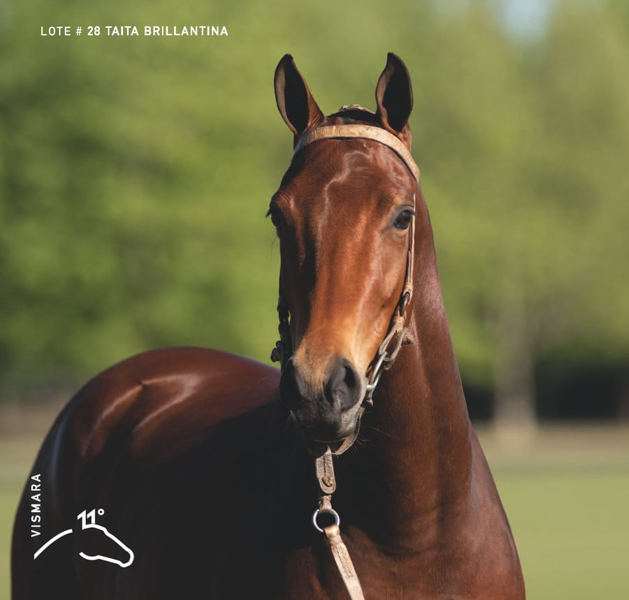 Lote TAITA BRILLANTINA - T/E (OPEN ILUMINADO - POLO PURPURA)