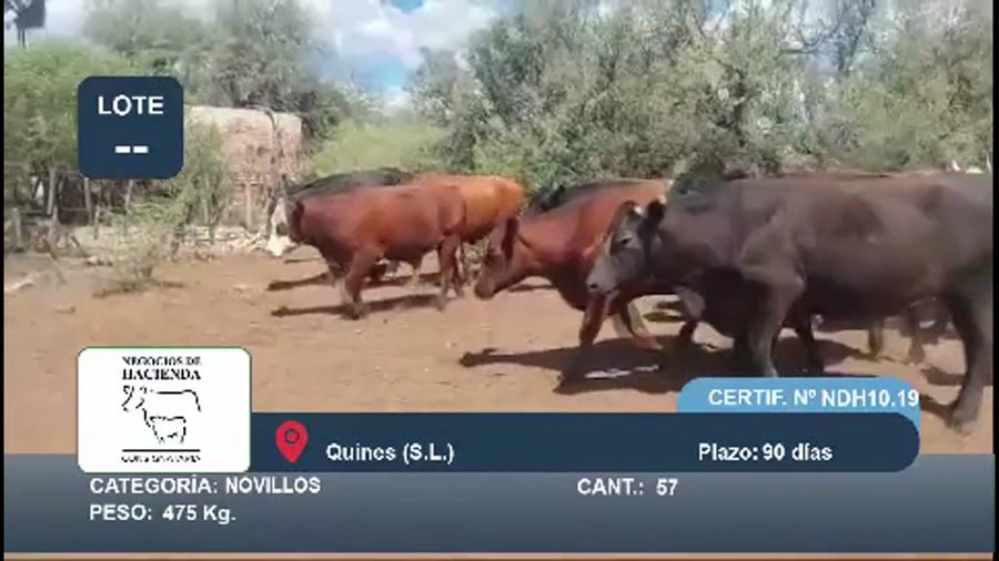 Lote 57 Novillos en San Luis, Quines