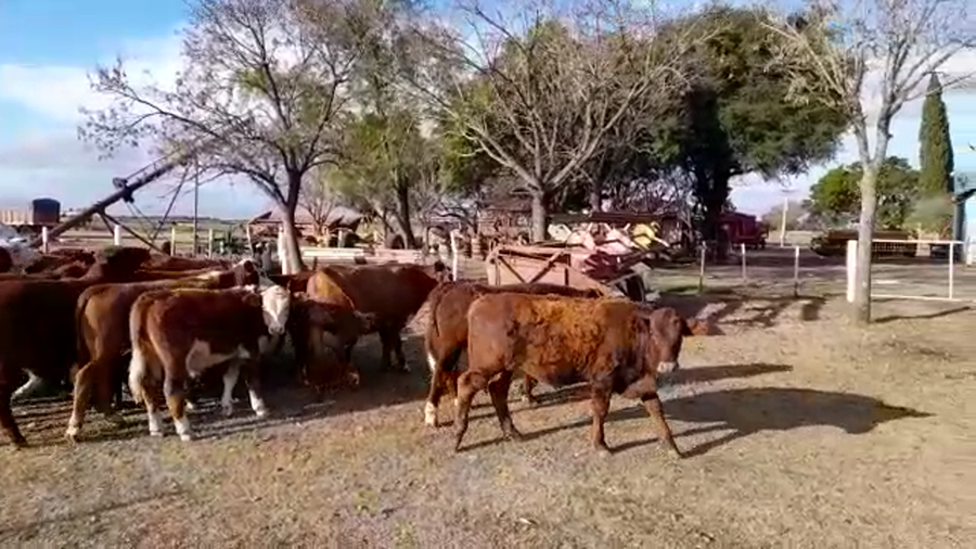 Lote 38 Terneros Braford en Margarita, Santa Fe