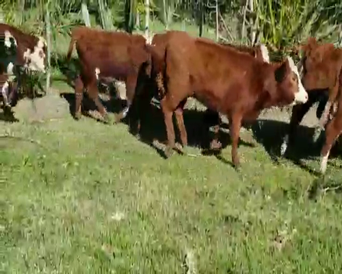 Lote 70 Terneros/as en Villaguay, Entre Ríos