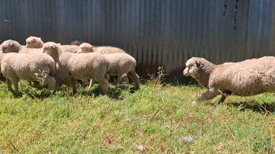 Lote CORDEROS