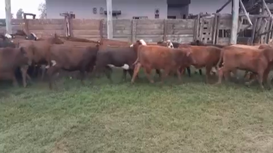Lote 94 Terneras en Saladas, Corrientes
