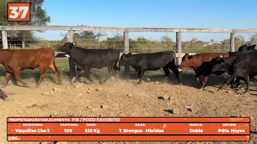 Lote LOTE 37