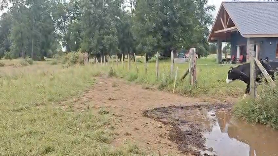 Lote 51 Novillo Engorda