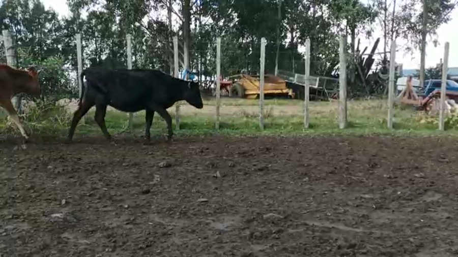 Lote 13 Terneras HOL-JE-KIW a remate en 4to remate ENTRE MARTILLOS 173kg -  en MAL ABRIGO