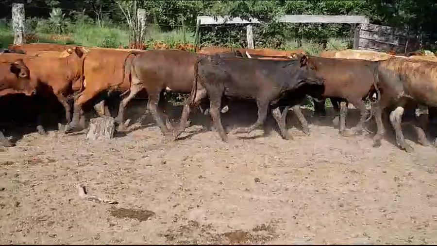 Lote 70 Terneros/as en Formosa, Formosa