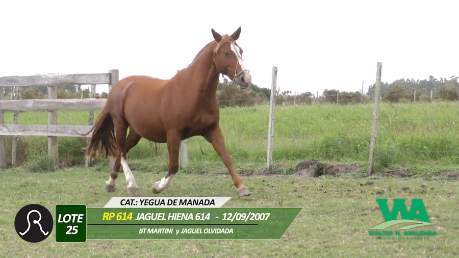 Lote JAGUEL HIENA 614
