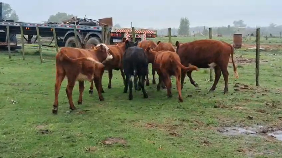 Lote 7 Terneras a remate en Pantalla Camy, San José