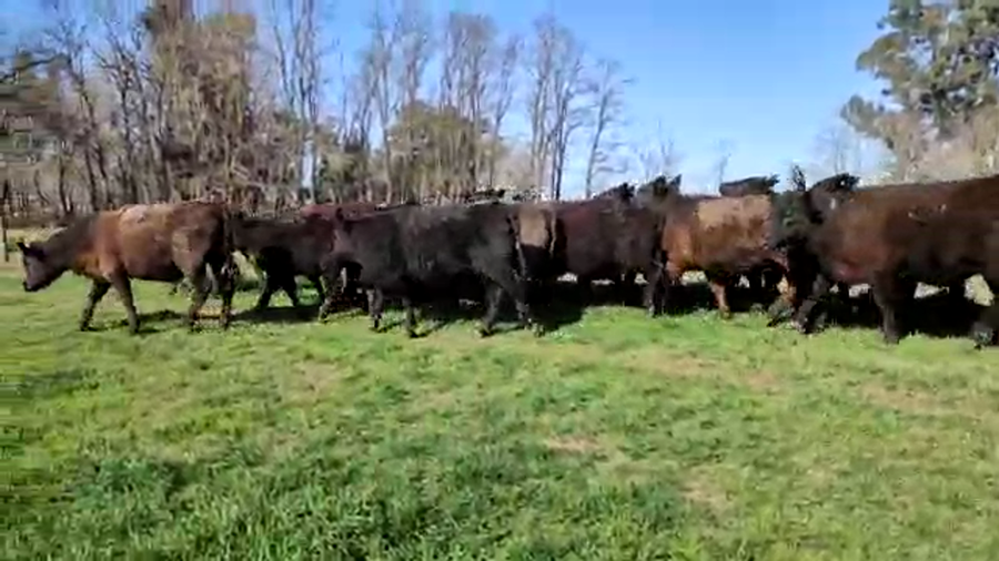 Lote 65 Terneras en Saladillo, Buenos Aires